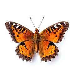 Naklejka premium Tropical butterfly isolated. Illustration AI Generative.