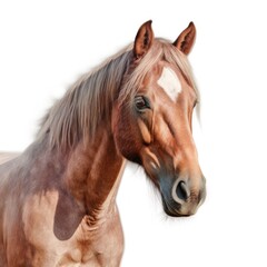 Horse portrait isolated. Illustration AI Generative.
