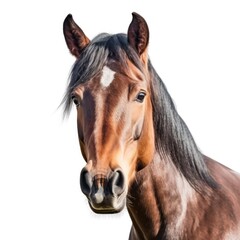 Horse portrait isolated. Illustration AI Generative.