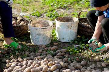 Two diligent workers are engaged in sorting freshly harvested potatoes outdoors. The farmer...