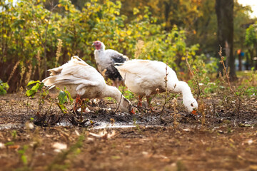 A goose, part of a flock of domestic geese, quenches its thirst by drinking water from a serene landscape. The green meadow of a summer rural farm serves as their playground
