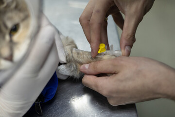 A catheter is placed in a vein in a sick cat's paw to administer medication. The cat was brought to the veterinary clinic for treatment. The concept of intravenous therapy for a cat.