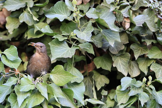amsel sitzt im efeu von bl&auml;ttern umringt und hat efeu beere im schnabel, merl eurasian blackbird with ivy berry in his beak