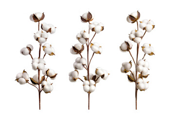Set of cotton branches isolated on on transparent background. Delicate cotton flowers collection. - obrazy, fototapety, plakaty