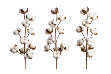 Poster Set of cotton branches isolated on on transparent background. Delicate cotton flowers collection. © Vadym