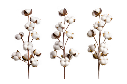 Set of cotton branches isolated on on transparent background. Delicate cotton flowers collection.