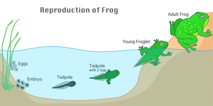 Frogs, water to land, Amphibian reproduction. Development stages. Calm freshwater to shore. Reproduce metamorphosis. Jelly egg, embryo, tadpole, polliwog, froglet, adult frog. illustration Vector	