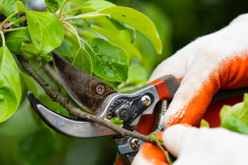 Gardener pruning trees with pruning shears on nature background.