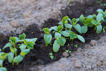 Cucumber sprouts in the field , seedlings in the farmer's garden , agriculture, plant and life concept (soft focus, narrow depth of field).