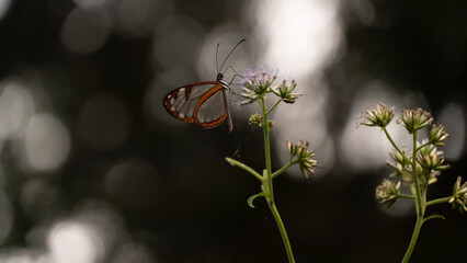 La mariposa de cristal cuyo nombre científico es Greta oto, es una de las mariposas más...