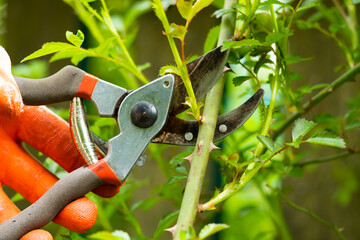 Gardener pruning trees with pruning shears on nature background.