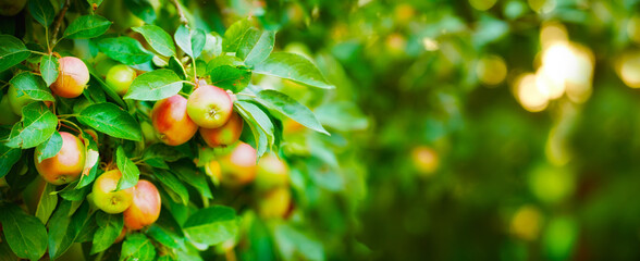 Apple, tree and plants, growth and nature for sustainable farming and agriculture or garden...