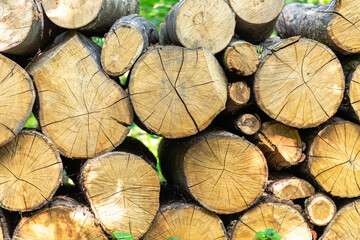 Trimmed trees, firewood stacked in the forest. The texture of the felling of trees. Felled trees, culturally stacked in a heap.