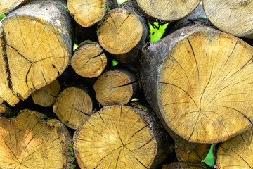 Fototapeta premium Trimmed trees, firewood stacked in the forest. The texture of the felling of trees. Felled trees, culturally stacked in a heap.