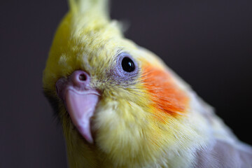 Close-up of cockatiel parrot. Macro hight detailed photo of domestic bird eye.