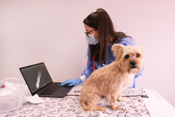 Dog looking at the camera in a doctor appointment while the vet look the exams in the laptop