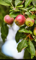 Apples, trees and closeup of plants in nature for growth, sustainable farming and agriculture or garden background. Red and green fruits growing in orchard for healthy food, harvest or sustainability