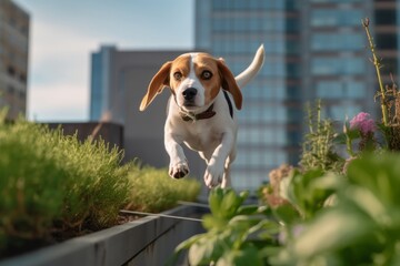Medium shot portrait photography of a curious beagle running against urban rooftop gardens background. With generative AI technology