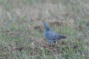 Obraz premium Hohltaube