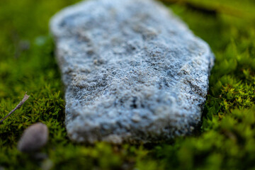 Rock and Moss Macro