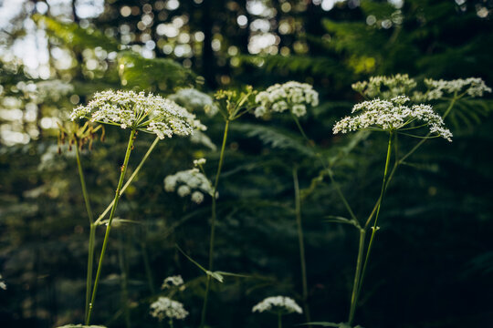 Ligusticum sinense  backlit in the woods in summer