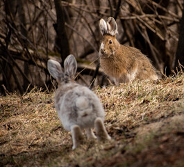 rabbit in the grass