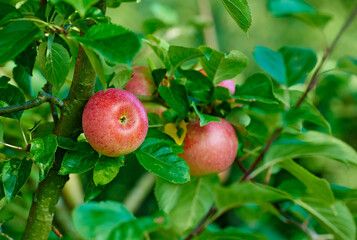 Red apple, trees and plants in nature for sustainable farming, growth and agriculture or garden background. Closeup of fruits growing on leaves in forest for healthy food, harvest and sustainability