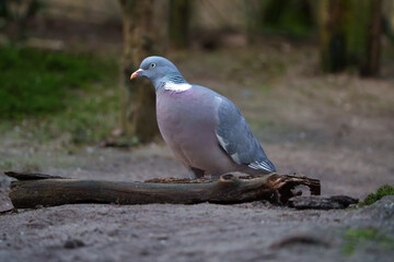 Ringeltaube