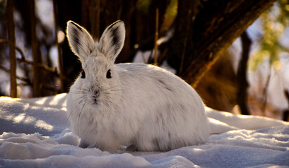 rabbit in the snow
