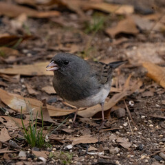 Bird Feeding on the Ground