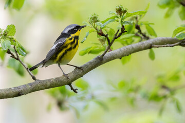 Magnolia Warbler