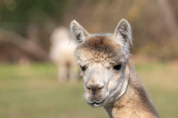 Photograph of the head of an adult Alpaca standing in a field on the South Island of New Zealand