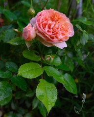 pink rose in garden