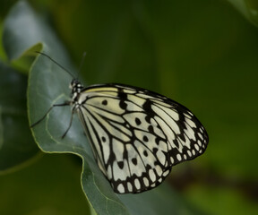 Black and White butterfly on a leaf