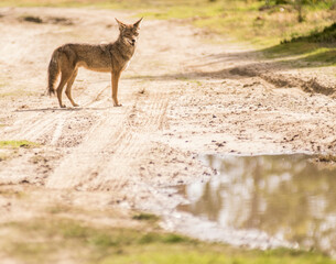 Fototapeta premium roadside coyote