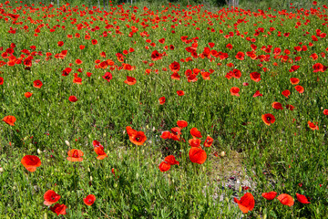 ein rotes Blütenmeer von Mohnblumen