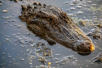 crocodile in the water