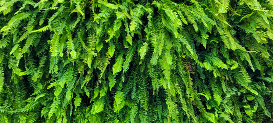 panel of green plants ferns