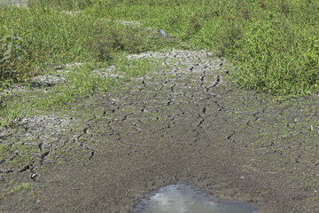Dry cracked earth in a Texas park, USA. Water scarcity in the summer