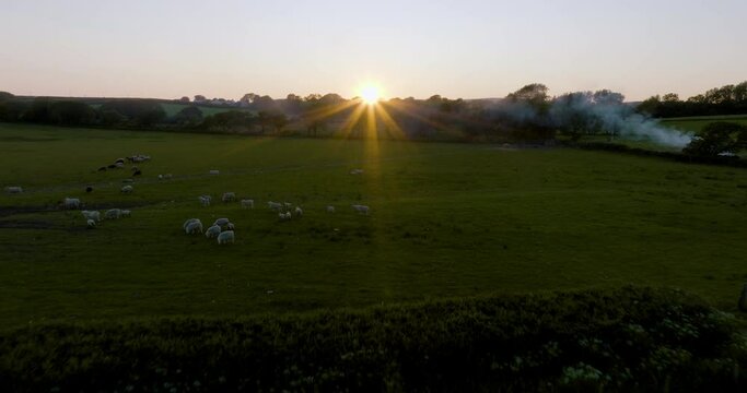 Sheep Grazing In Setting Sun Aerial View