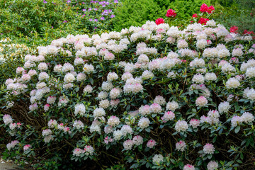 Selective focus a shrub of white pink flowers in the garden with green leaves, Rhododendron is a...