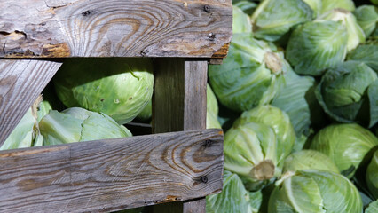 Wooden box with green fresh cabbage in the refrigerated warehouse. Storage of fresh cabbage