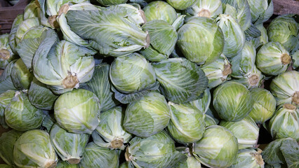 Fototapeta na wymiar Big pile of green fresh cabbage in the refrigerated warehouse. Storage of fresh cabbage