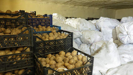 Plastic crates with potatoes and white sacks of potatoes in the refrigerated warehouse. Storage of...