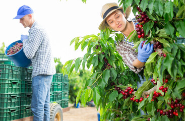 Group of farmers picking ripe organic sweet cherries in fruit orchard