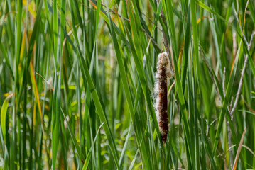 Cattail In Seed-Carrying Fluff In The Marsh In Fall