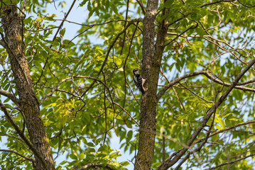 Downy Woodpecker On The Tree In Fall