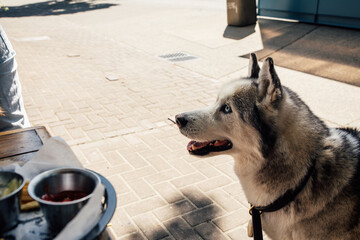Siberian husky begging at outdoor restaurant table © Nicole Kandi