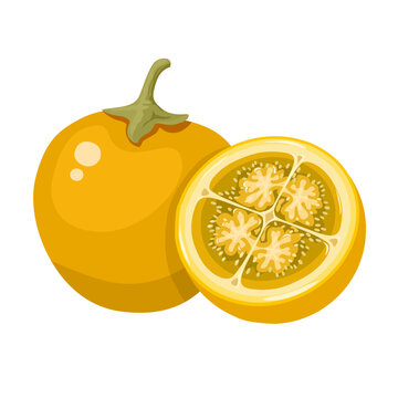 Vector illustration, Solanum quitoense, known as naranjilla, isolated on white background.