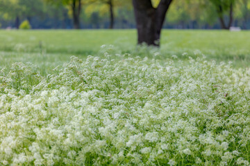 White flowers Cow Parsley in spring, Anthriscus sylvestris in countryside road, Wild chervil or keck is a herbaceous biennial or short-lived perennial plant in the family Apiaceae, Natural background.